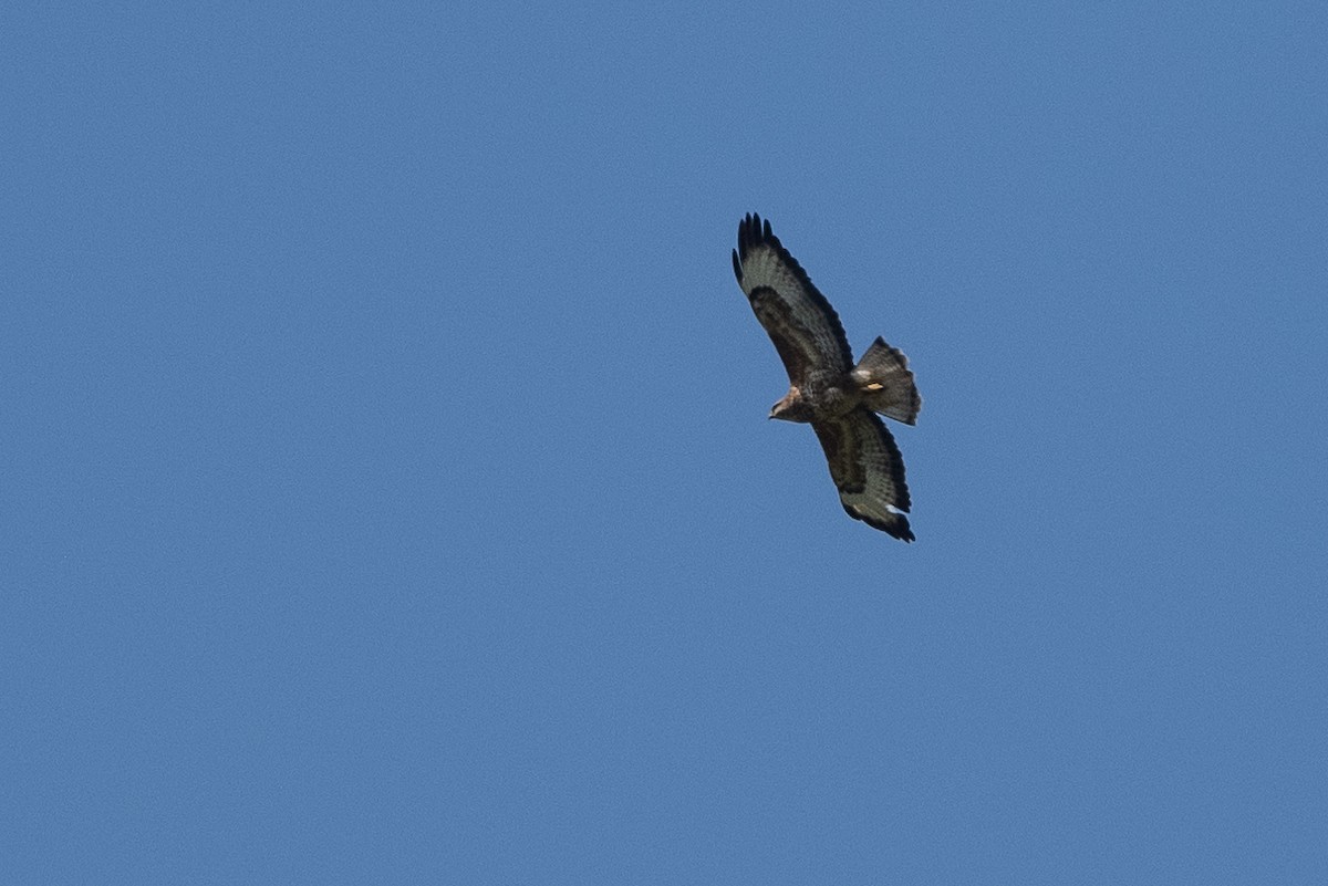 Common Buzzard - Stephen Davies