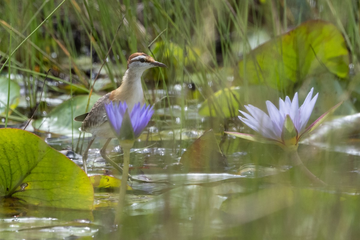 Lesser Jacana - ML504226481