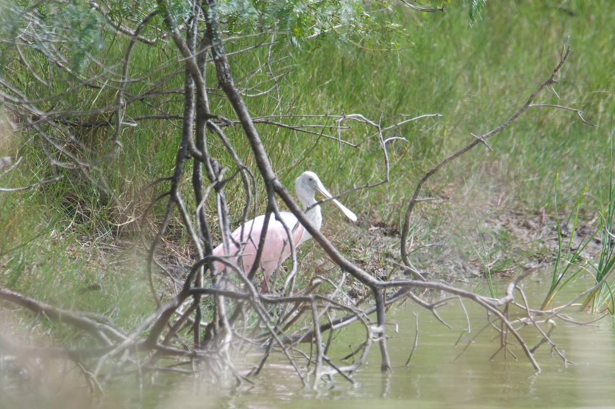 Roseate Spoonbill - ML504228731