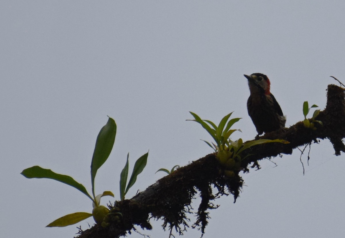 Crimson-naped Woodpecker - Biswanath Mondal