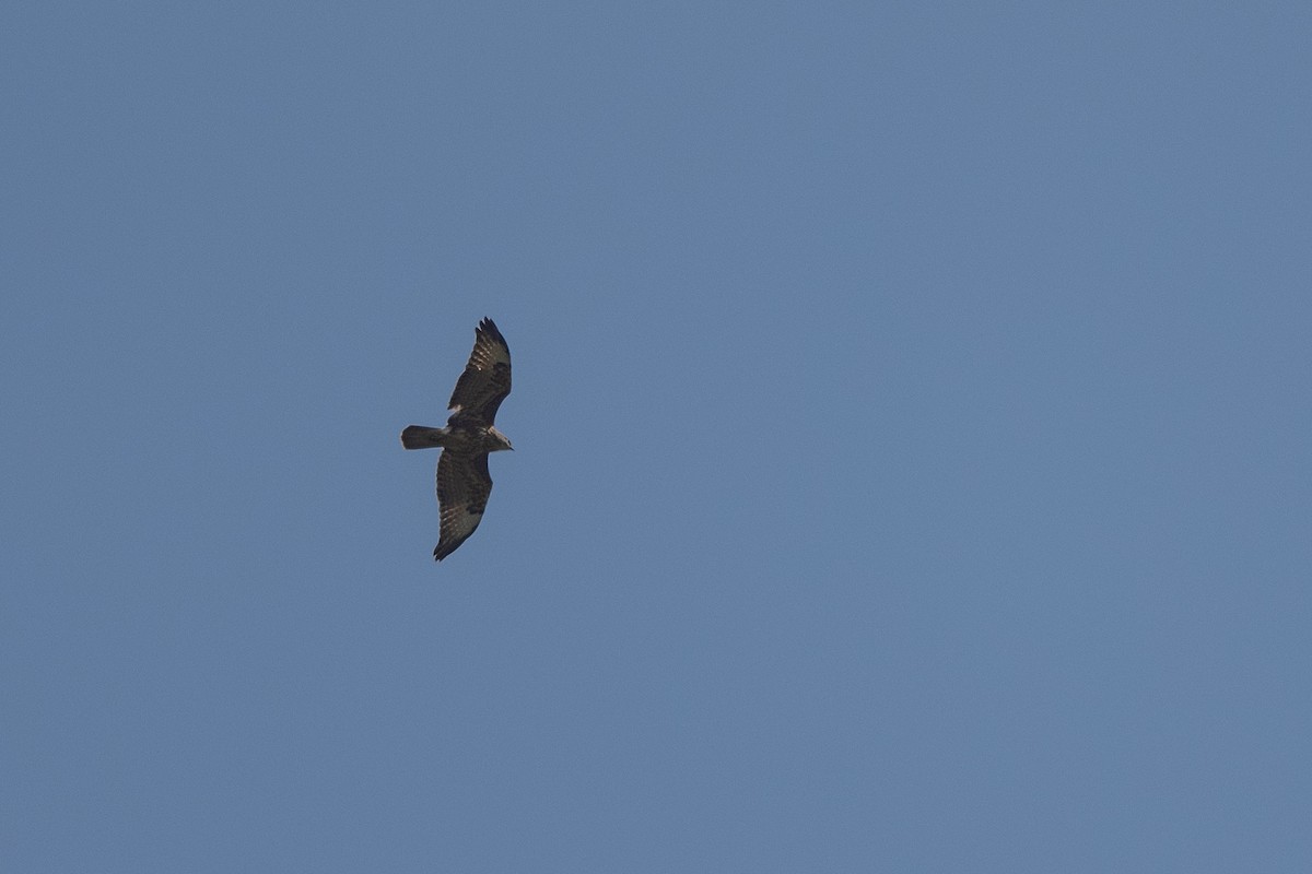 Common Buzzard - ML504228891