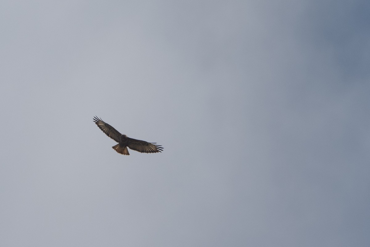 Common Buzzard - Stephen Davies