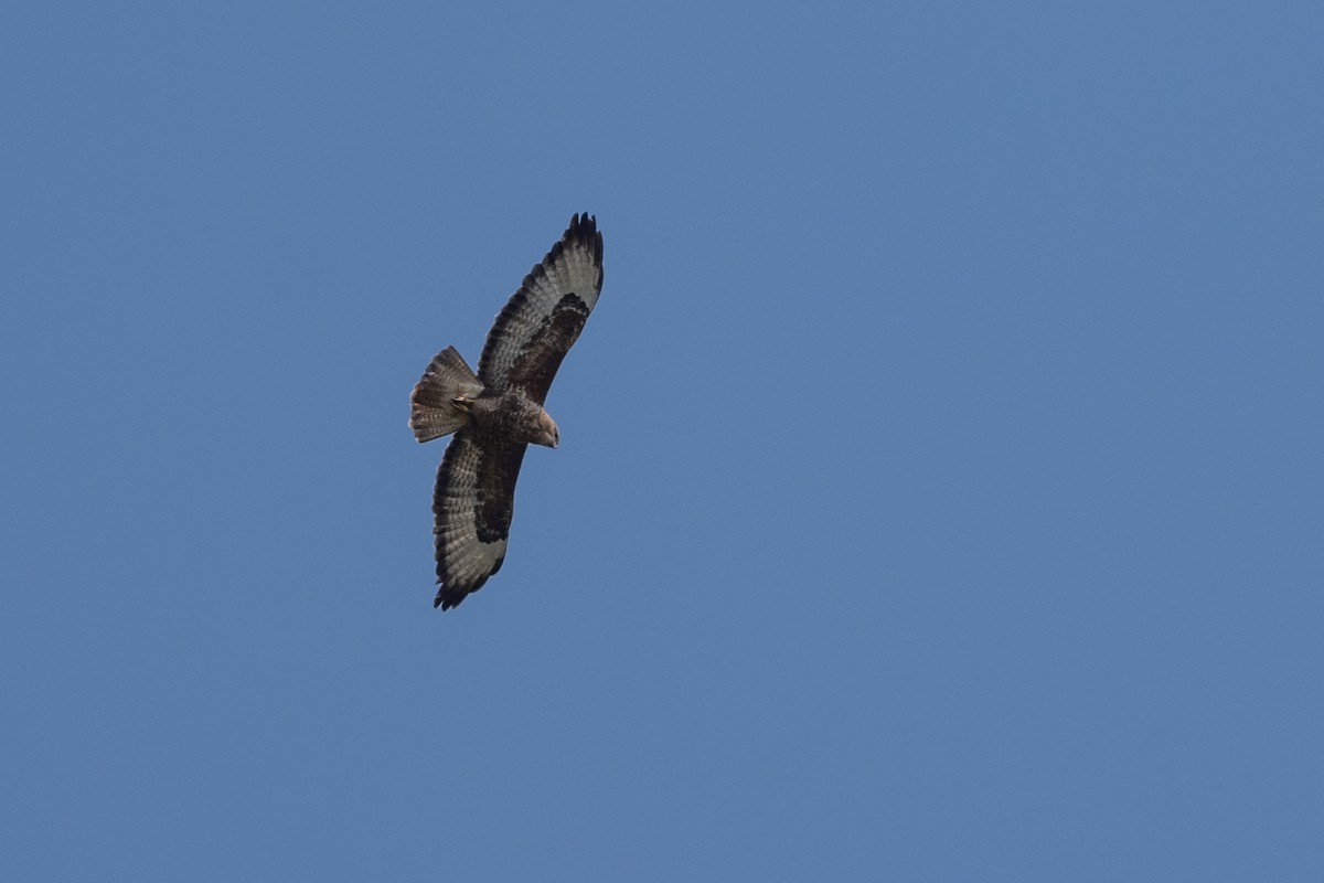 Common Buzzard - Stephen Davies