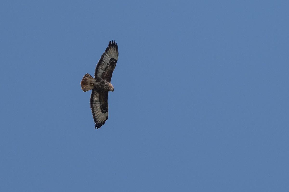 Common Buzzard - ML504228941