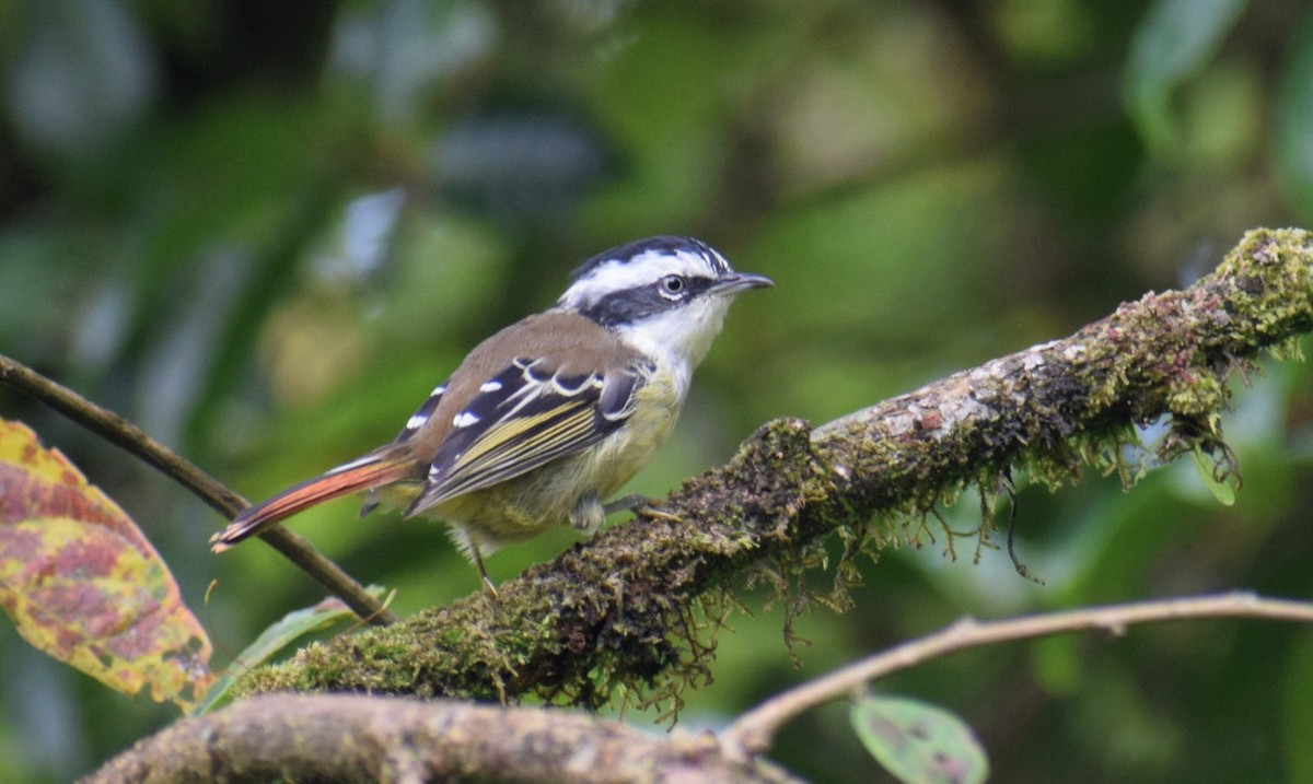 Red-tailed Minla - ML504228971