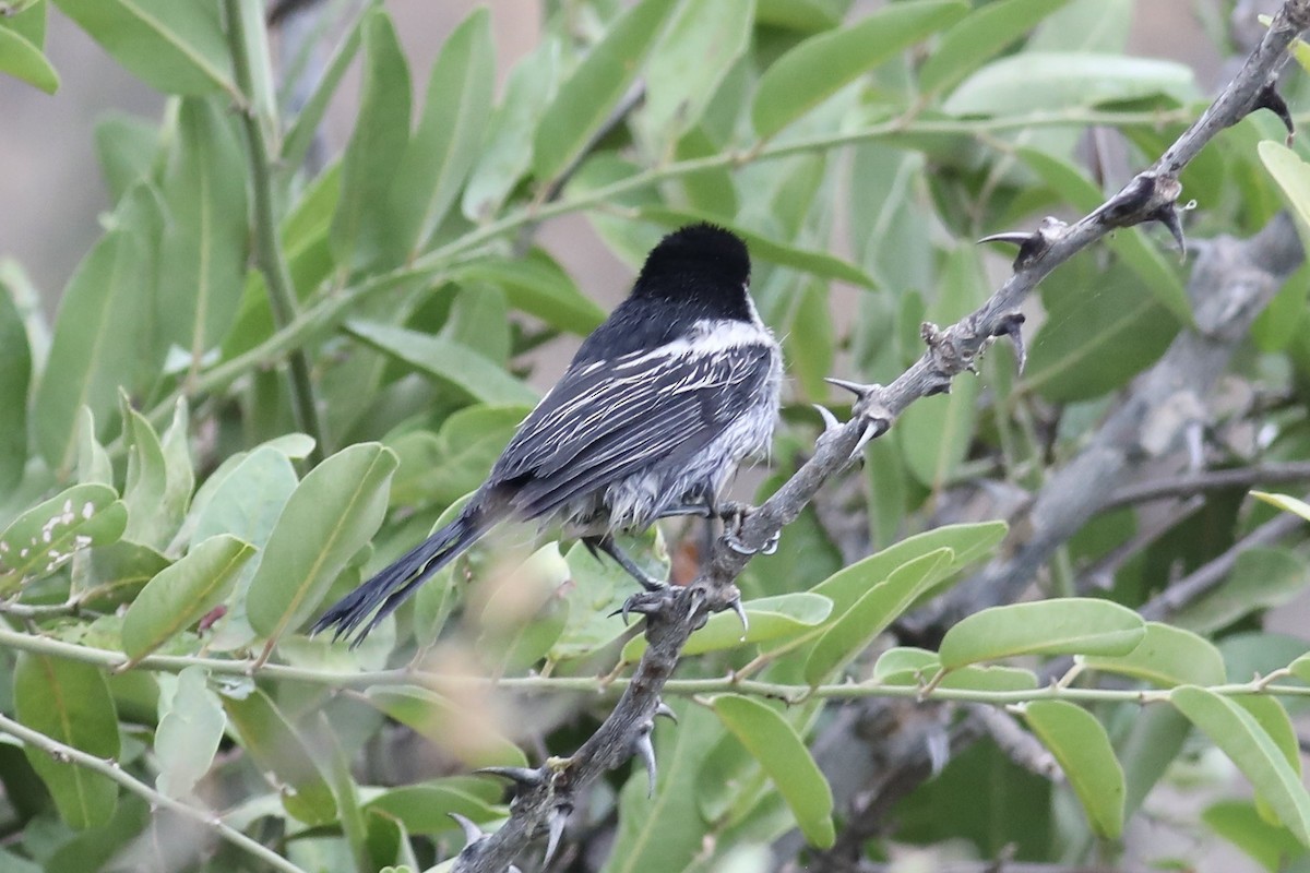 Black-backed Puffback - Gil Ewing