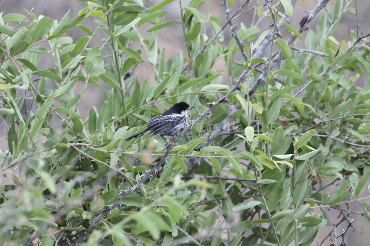 Black-backed Puffback - ML504231201