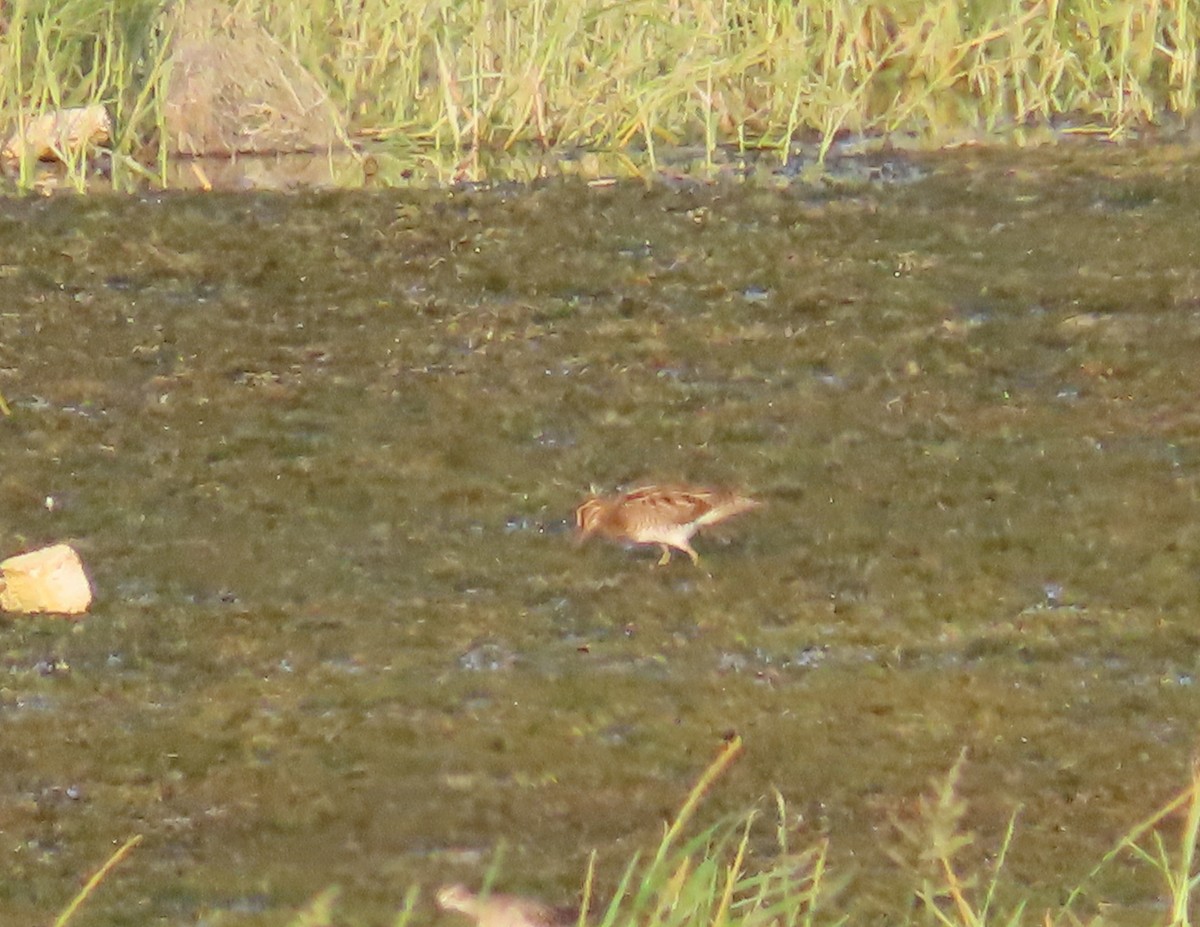 Common Snipe - ML504231431