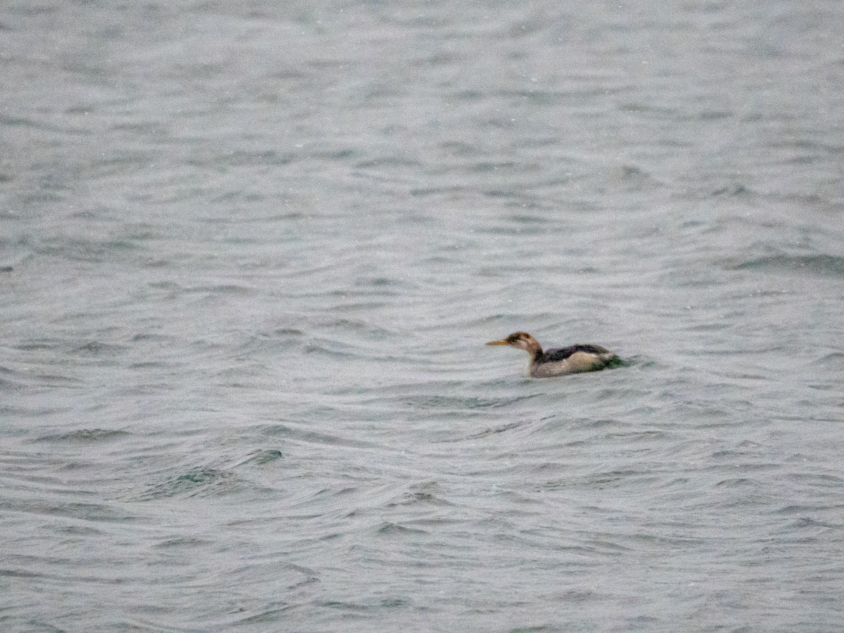 Red-necked Grebe - ML504232051