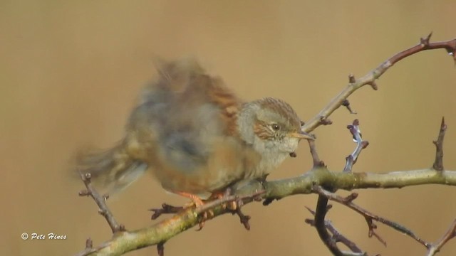 Dunnock - ML504232671