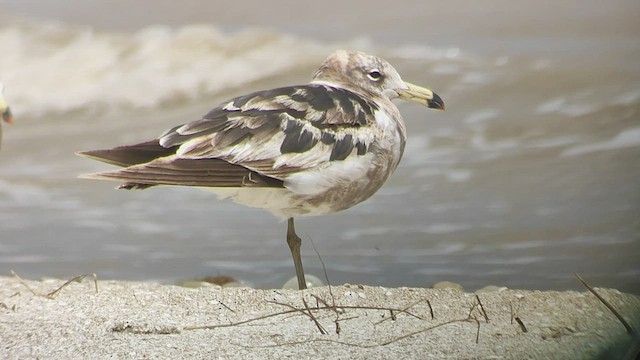 Olrog's Gull - ML504232701