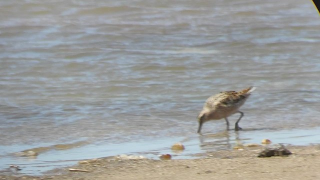 Short-billed Dowitcher - ML504232801