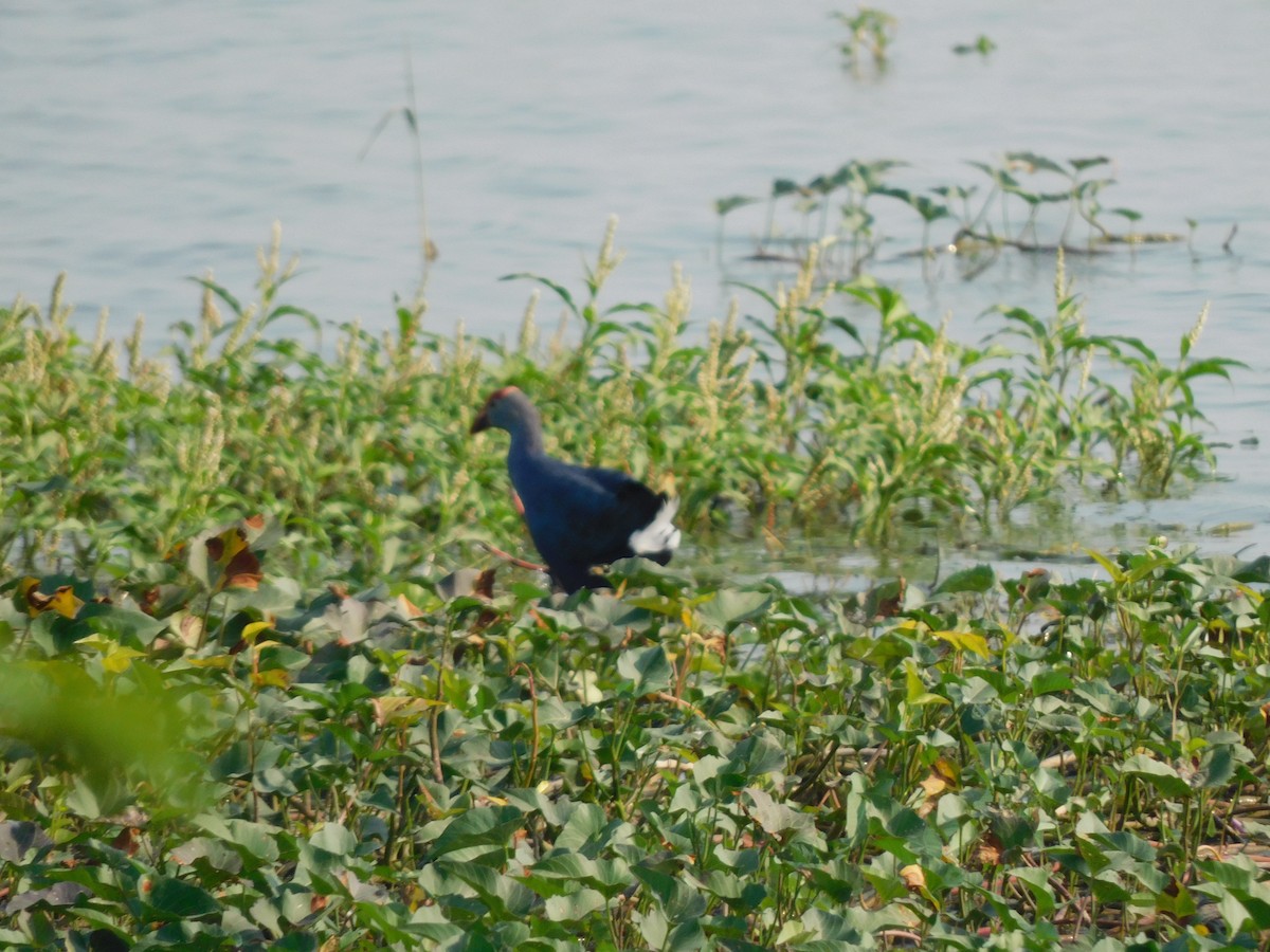 Gray-headed Swamphen - Shilpa Gadgil