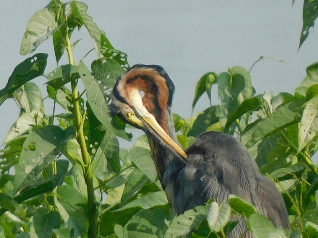 Purple Heron - Shilpa Gadgil