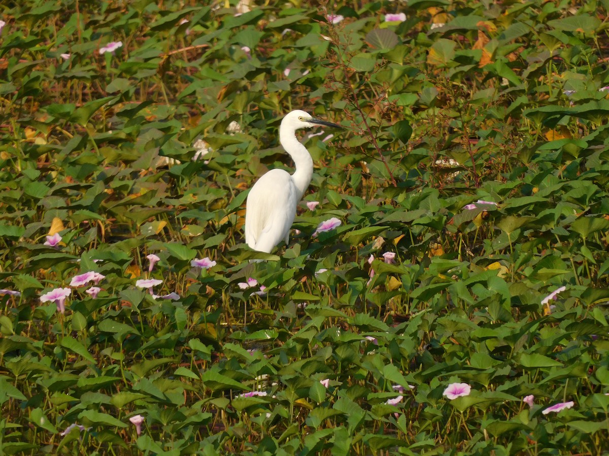 Little Egret - Shilpa Gadgil