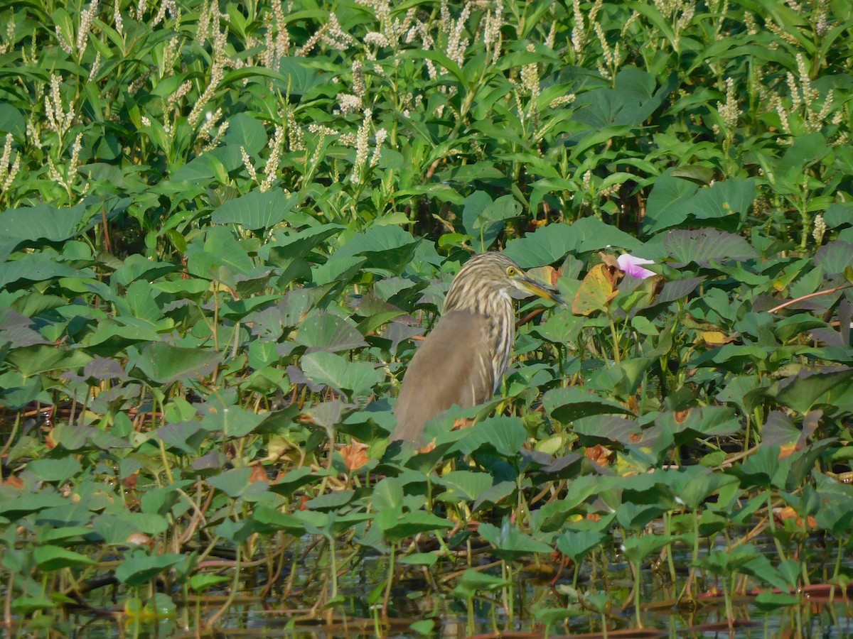 Indian Pond-Heron - Shilpa Gadgil