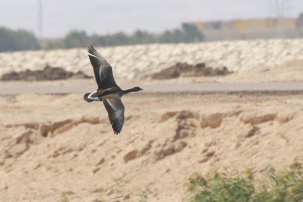 Lesser White-fronted Goose - ML504234561