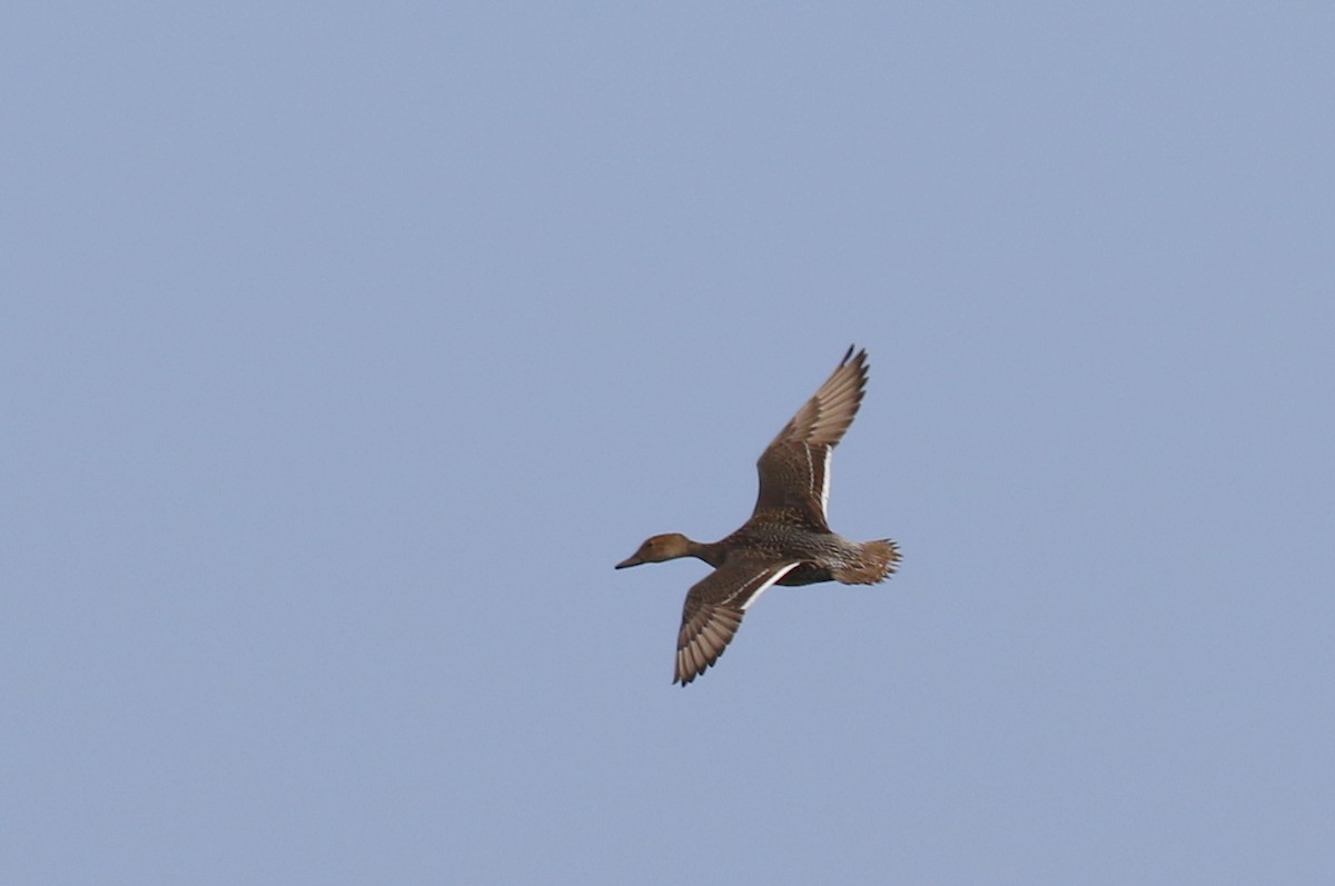 Northern Pintail - ML504234591