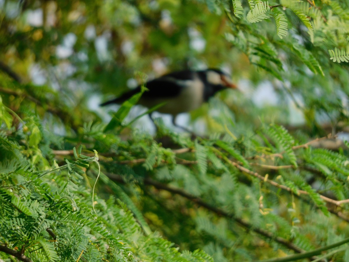 Indian Pied Starling - ML504235541