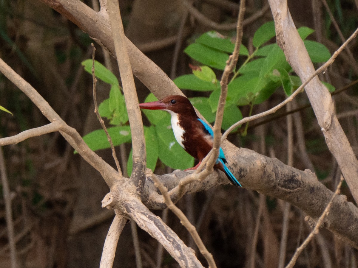 White-throated Kingfisher - Will Knowlton