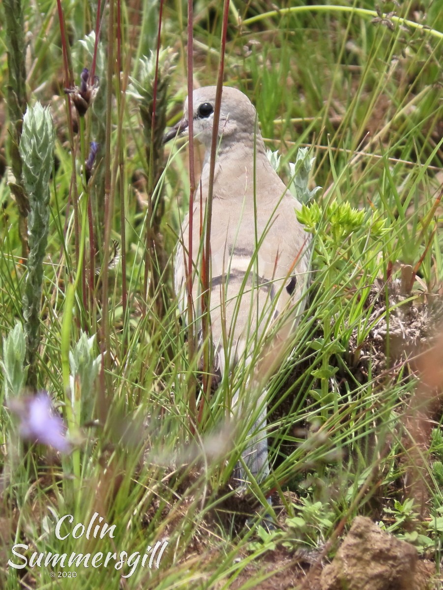 Namaqua Dove - ML504239411