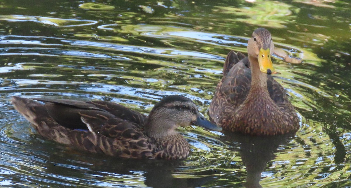 Mottled Duck - ML504240151