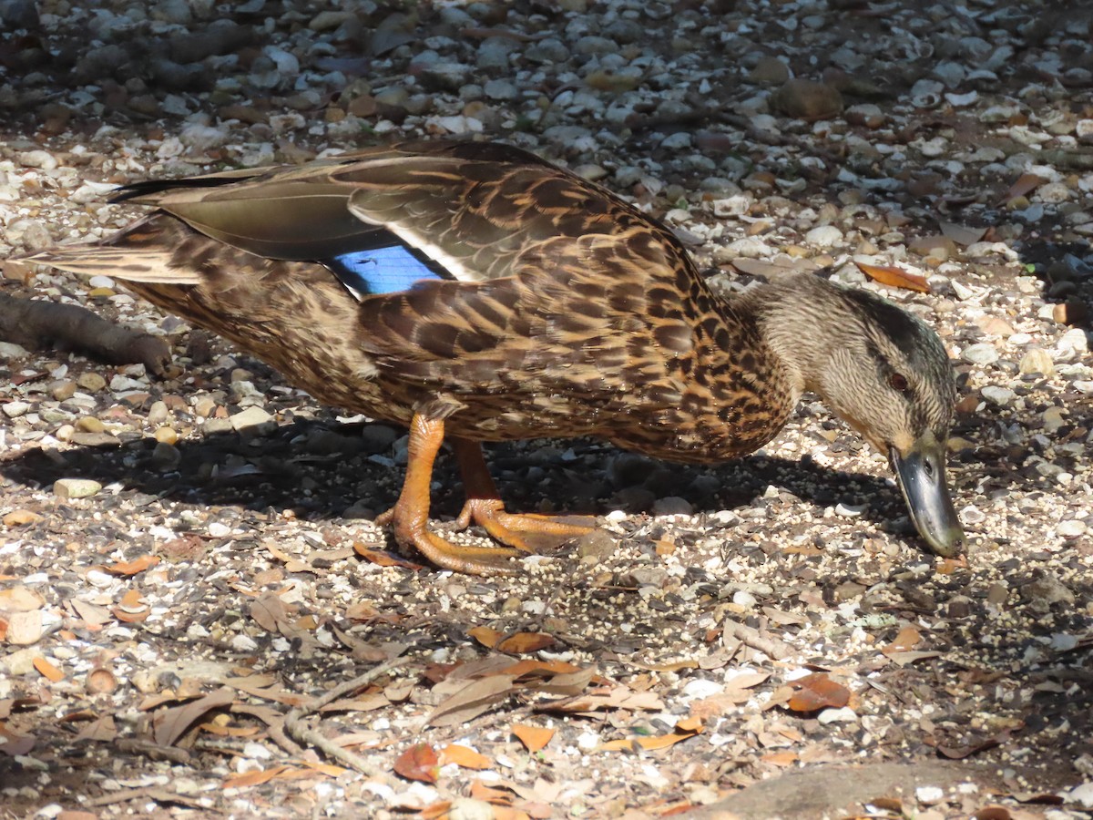 Mottled Duck - ML504240161