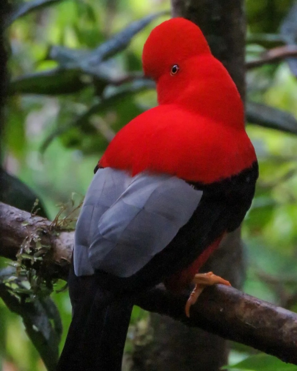 skalňák andský - ML504240421