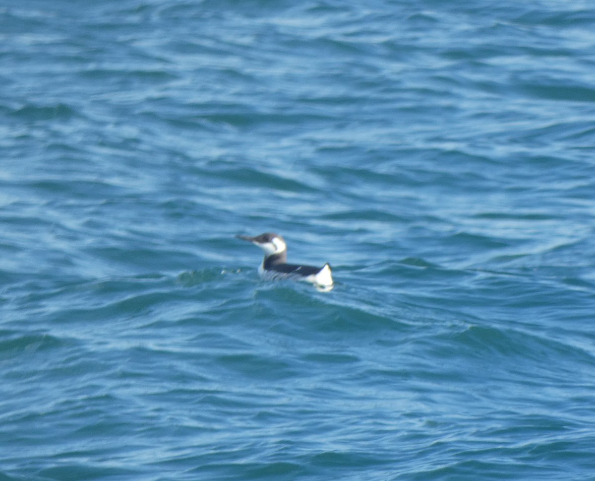 Common Murre - ML504240841