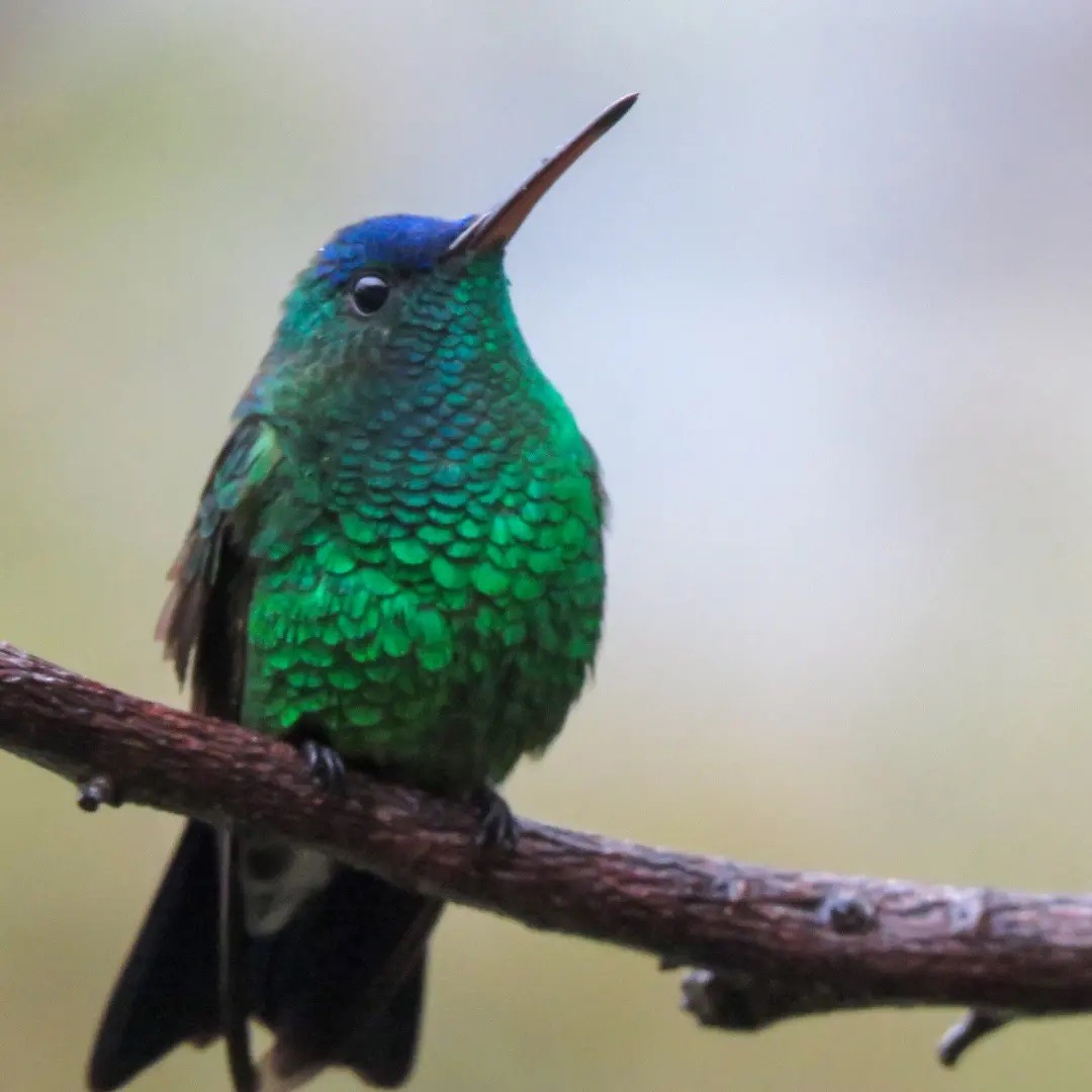 kolibřík indigovohlavý - ML504241351