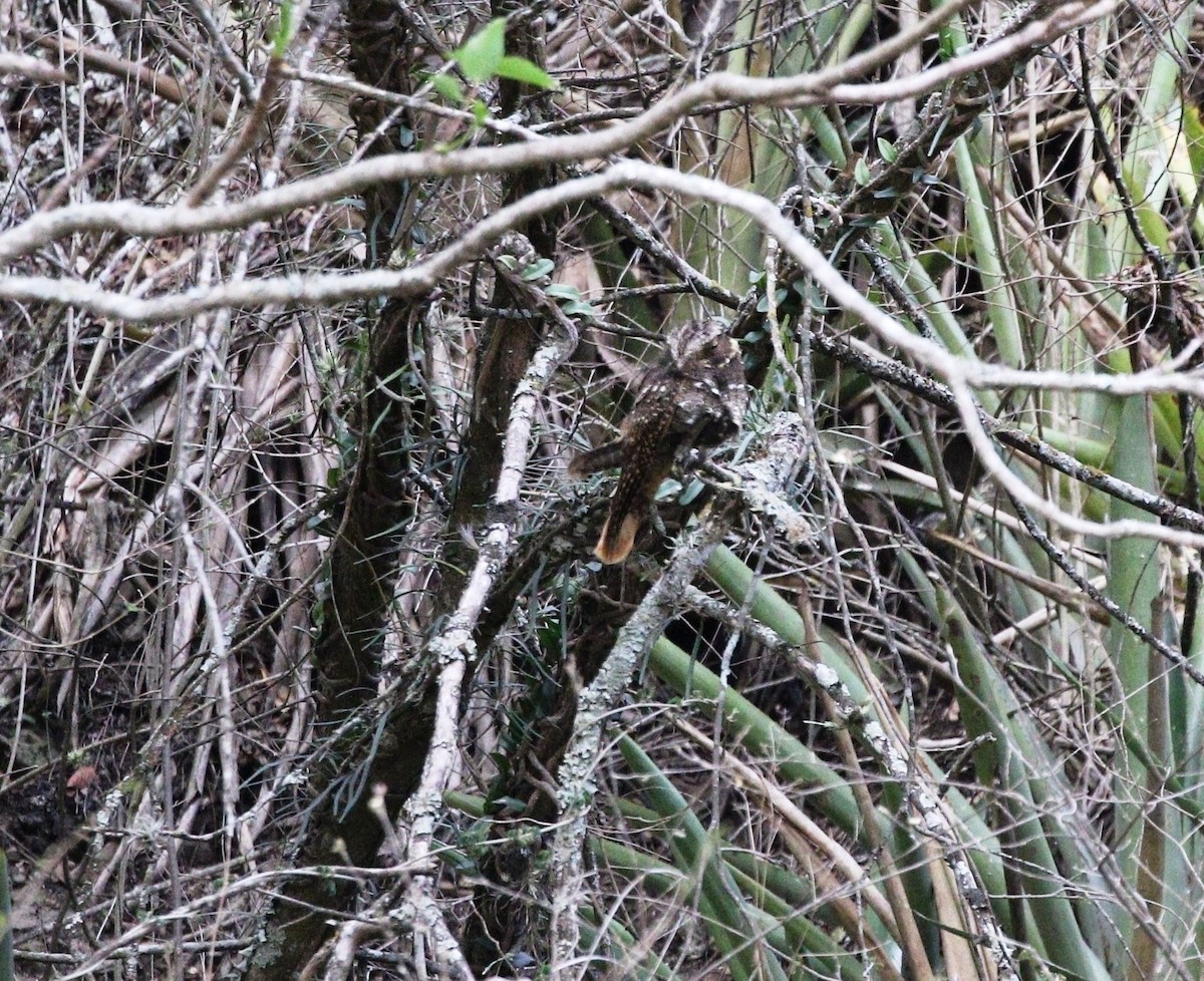 Rufous Nightjar - ML504241441