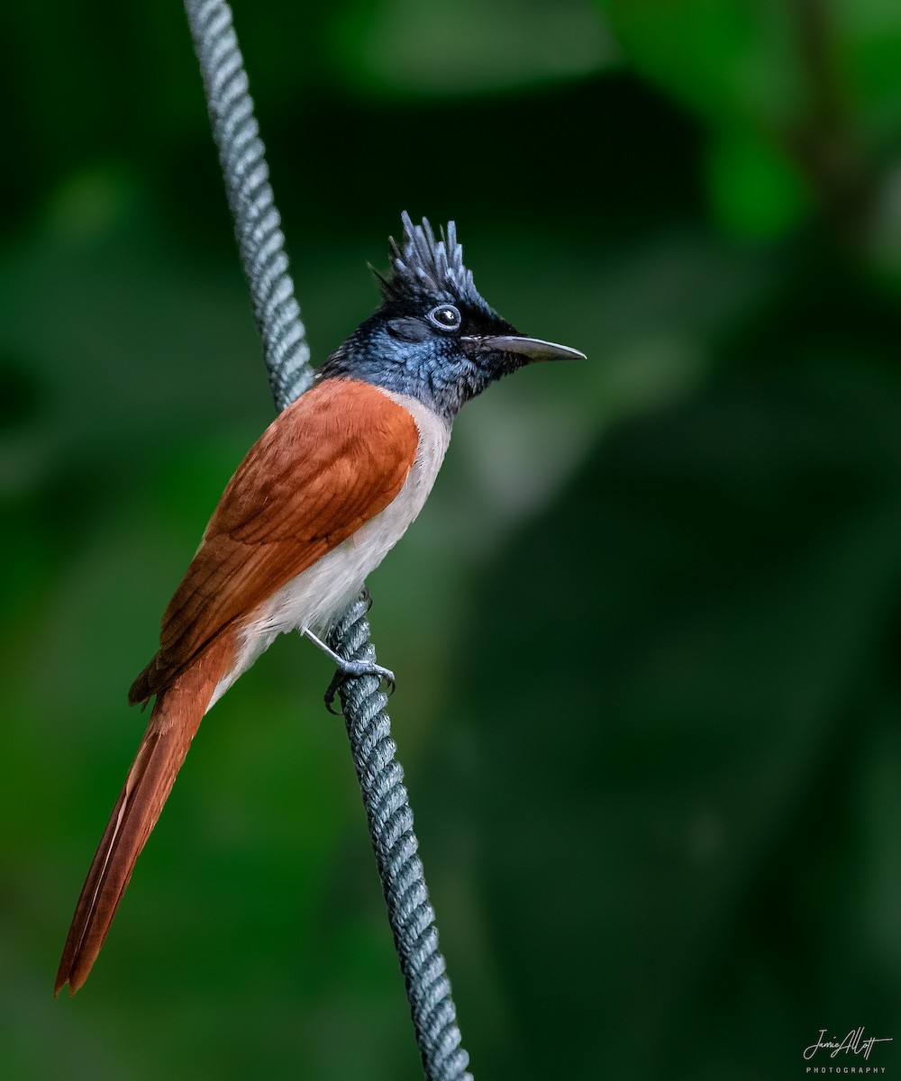 Indian Paradise-Flycatcher - ML504241581