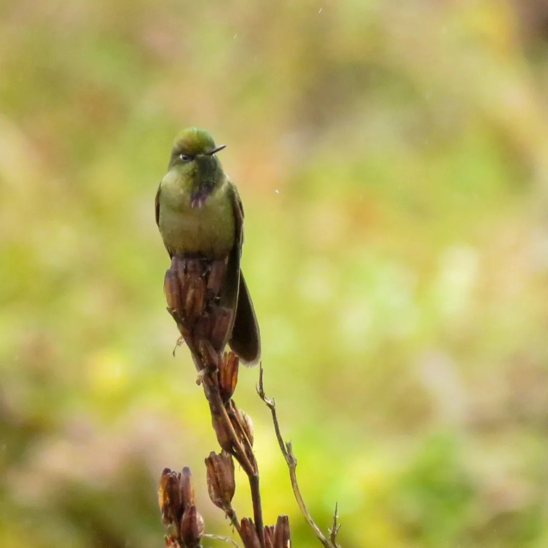 kolibřík hnědobrvý - ML504241641