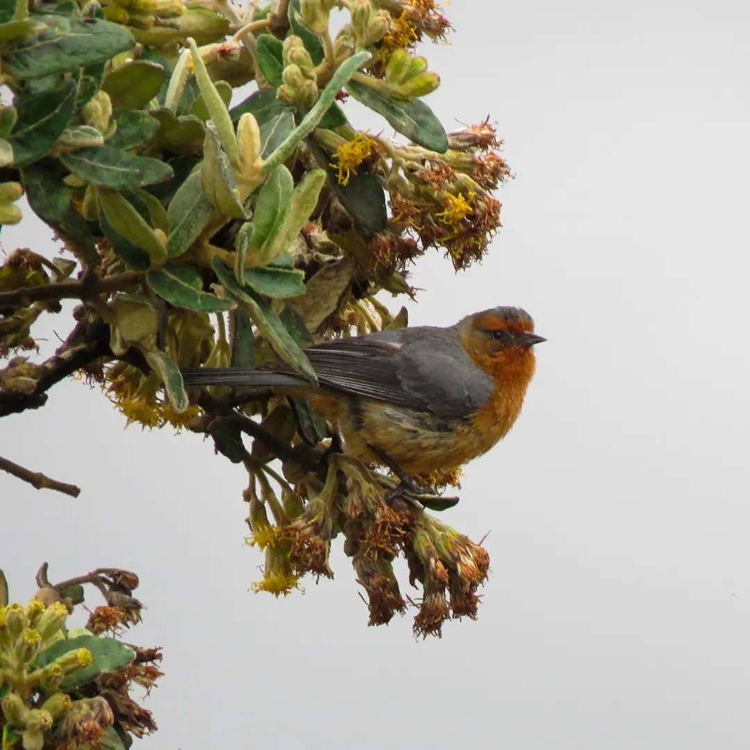 Rufous-browed Conebill - ML504241861