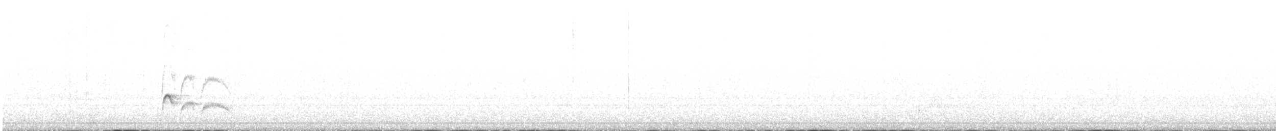 Élénie à cimier blanc (chilensis) - ML504241931