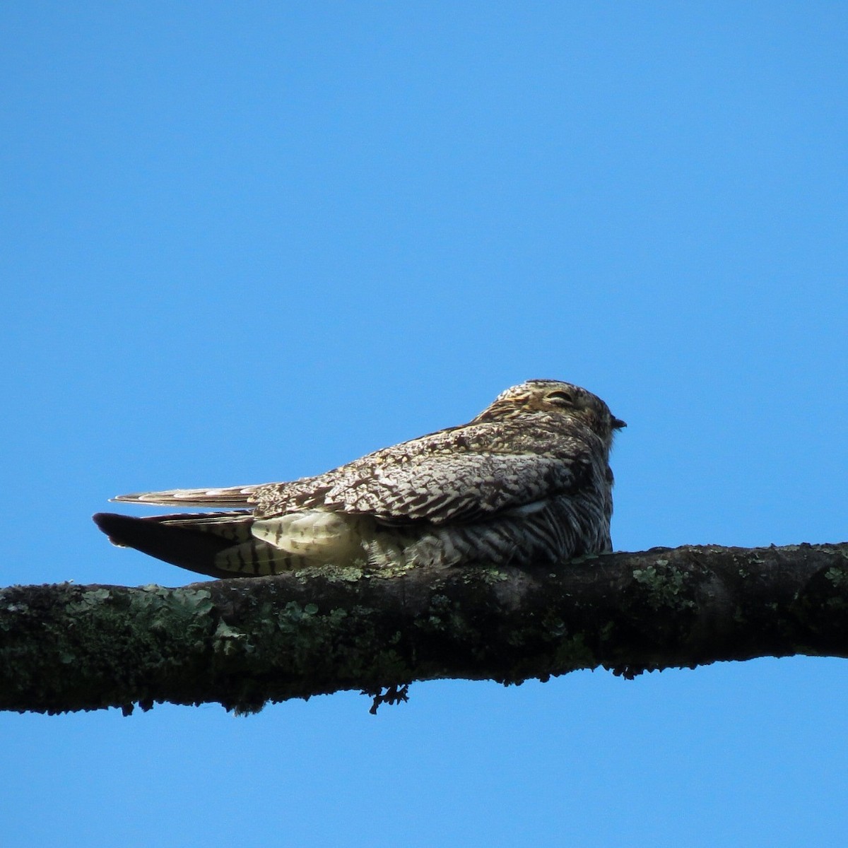 lelek sokolí - ML504242541