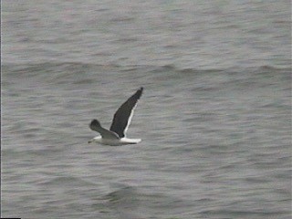 Kelp Gull - ML504242621