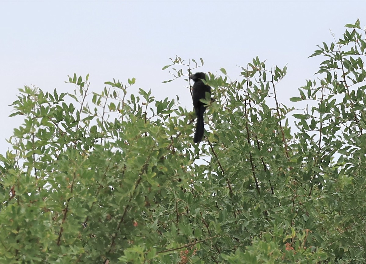 Smooth-billed Ani - ML504243321