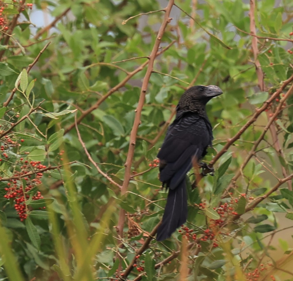 Smooth-billed Ani - ML504243351