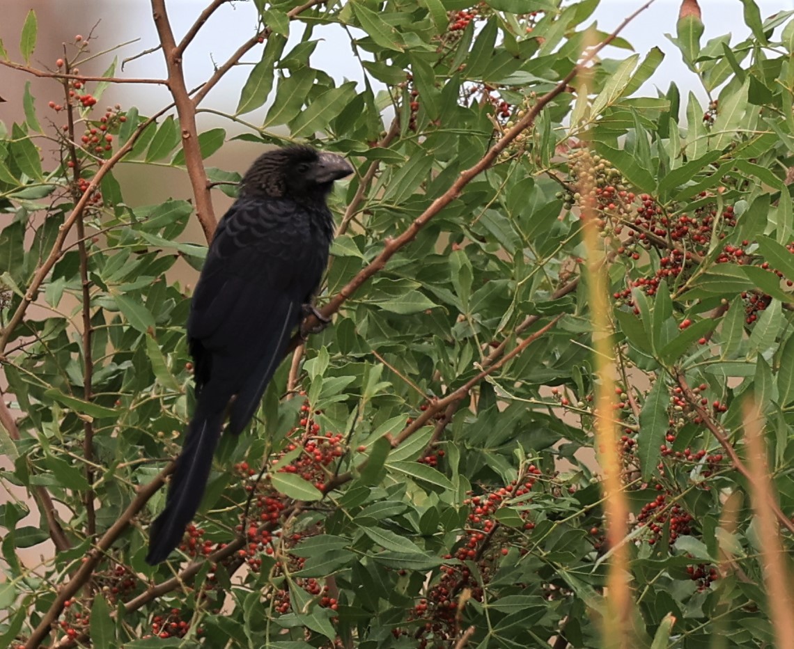 Smooth-billed Ani - ML504243371