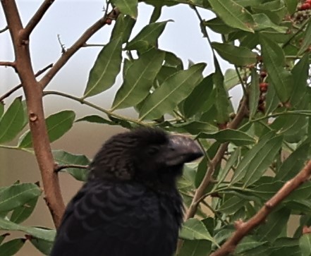 Smooth-billed Ani - ML504243411