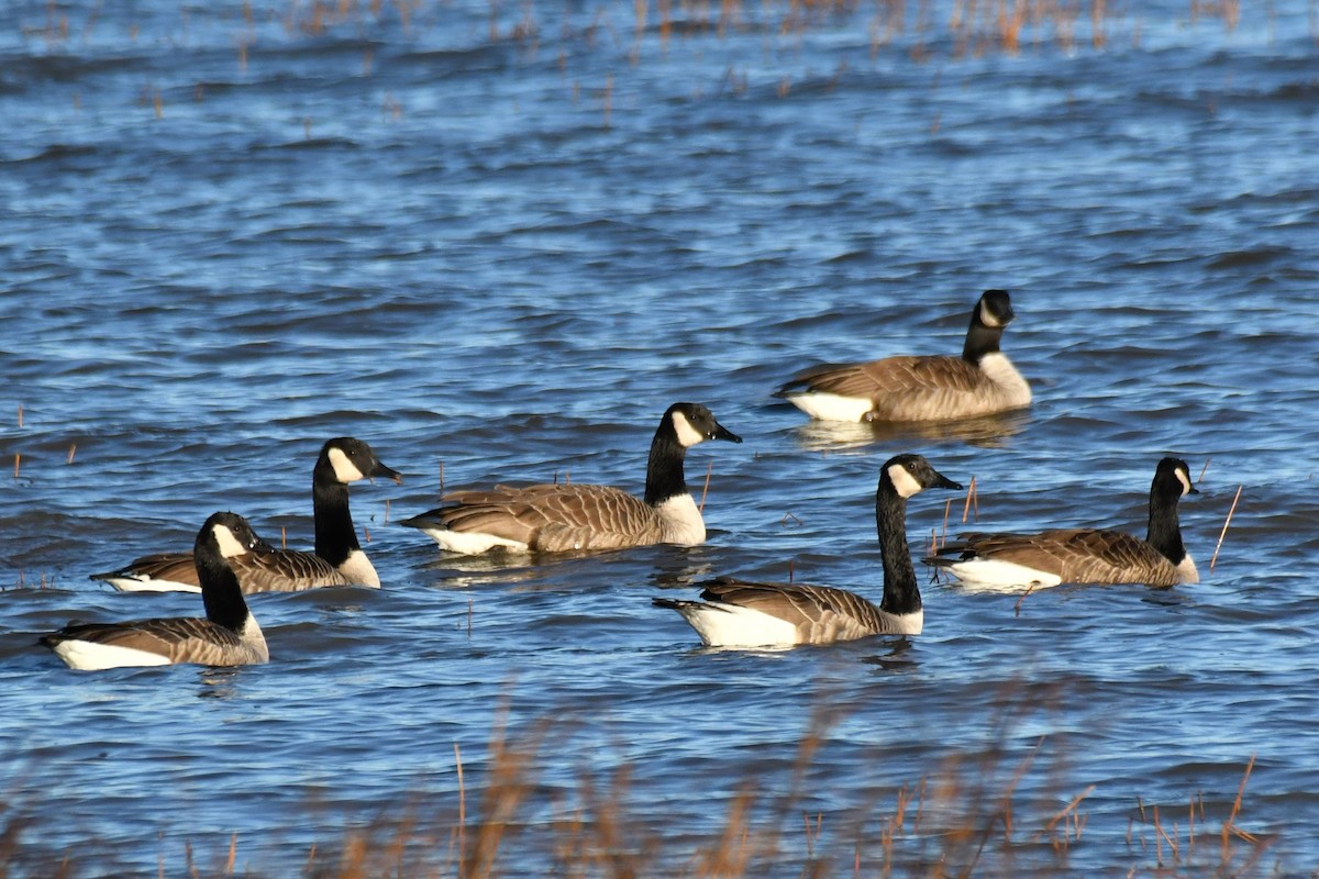 Canada Goose - Wayne Grubert