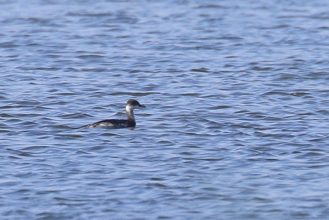 Eared Grebe - ML504247091