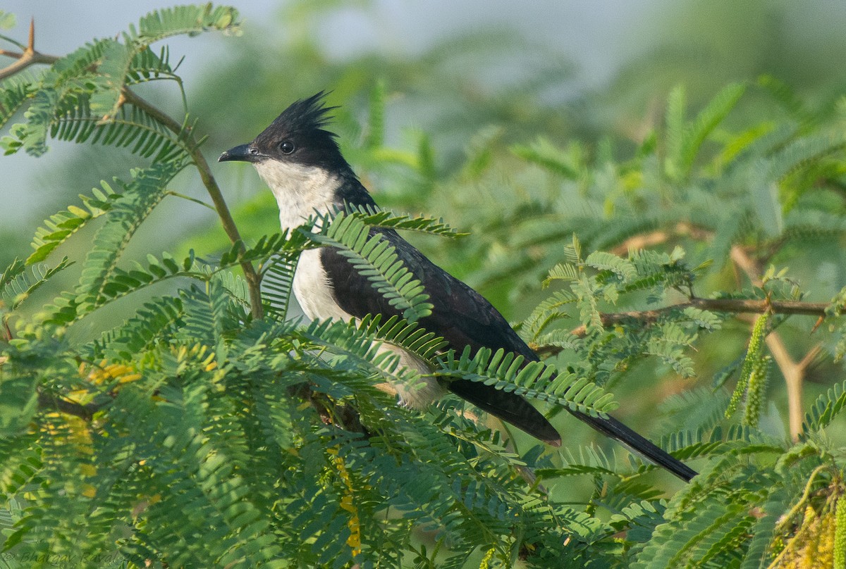 Pied Cuckoo - ML504248111