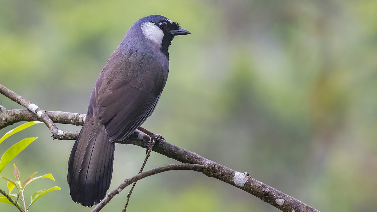 Black-throated Laughingthrush (Black-throated) - ML504249411