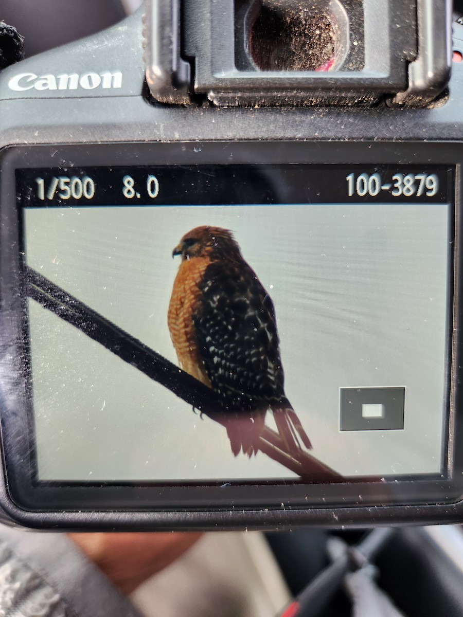 Red-shouldered Hawk - ML504249831