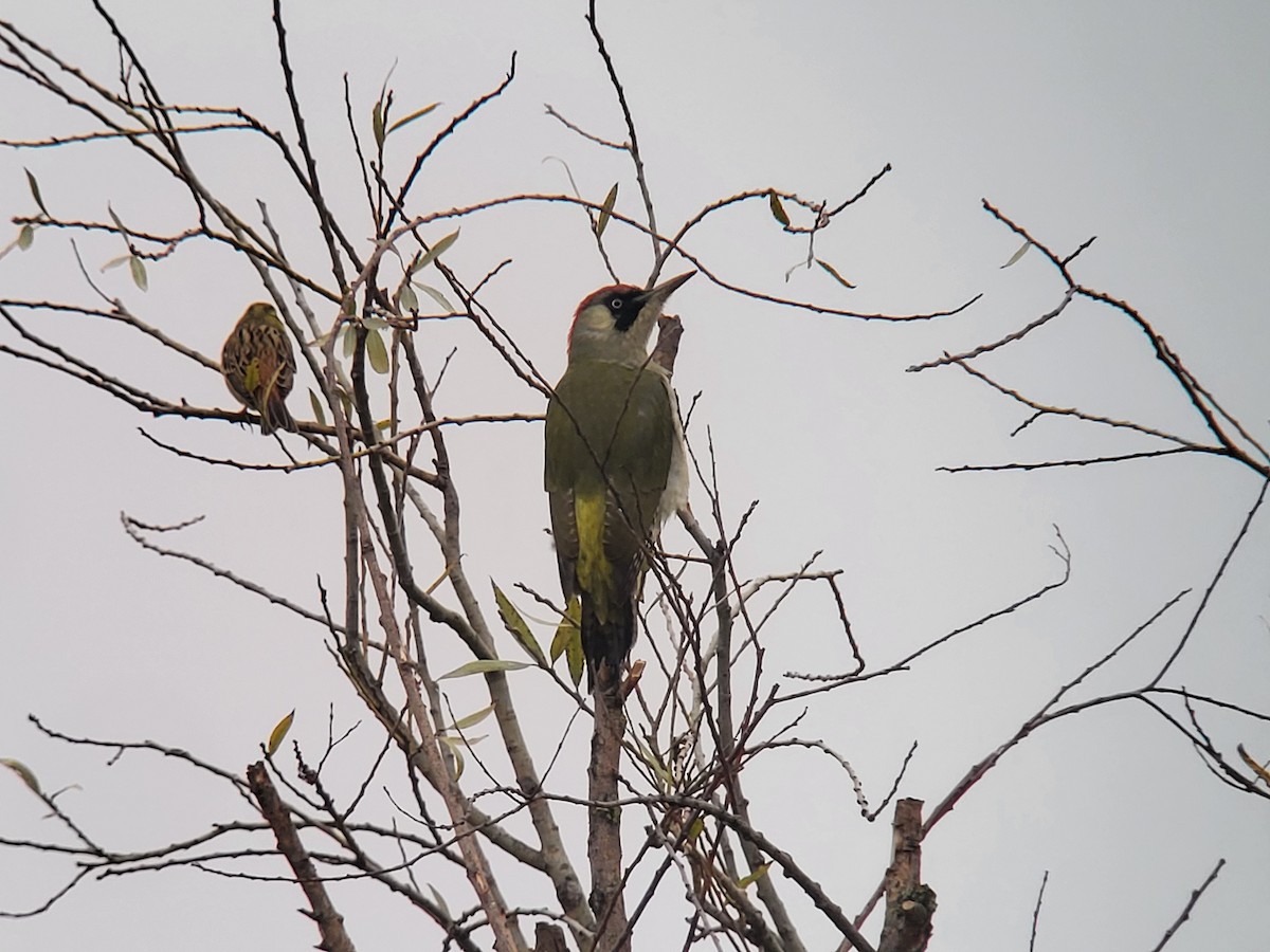Eurasian Green Woodpecker - ML504250321