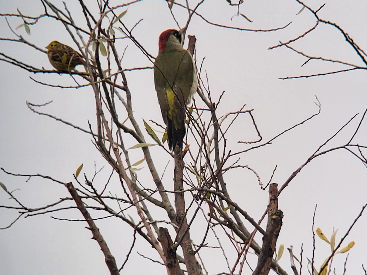 Eurasian Green Woodpecker - ML504250341