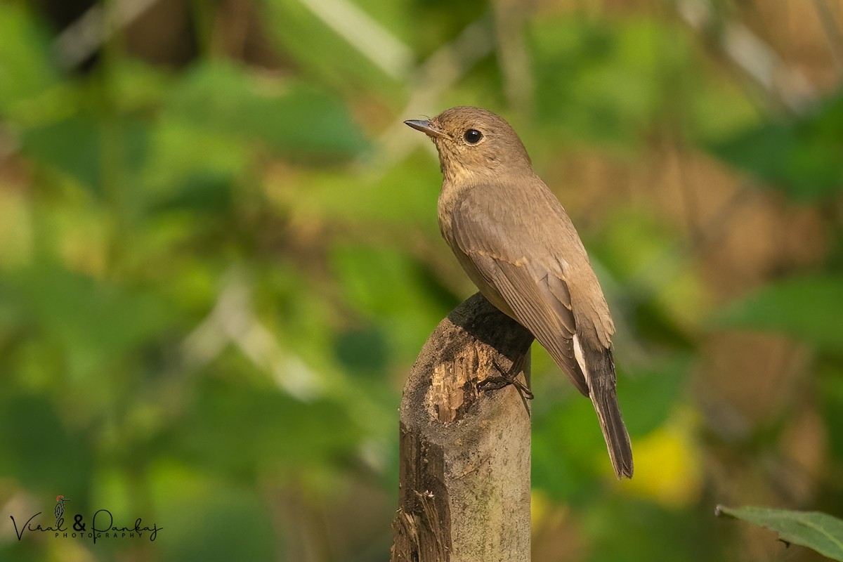 Red-breasted Flycatcher - ML504250491