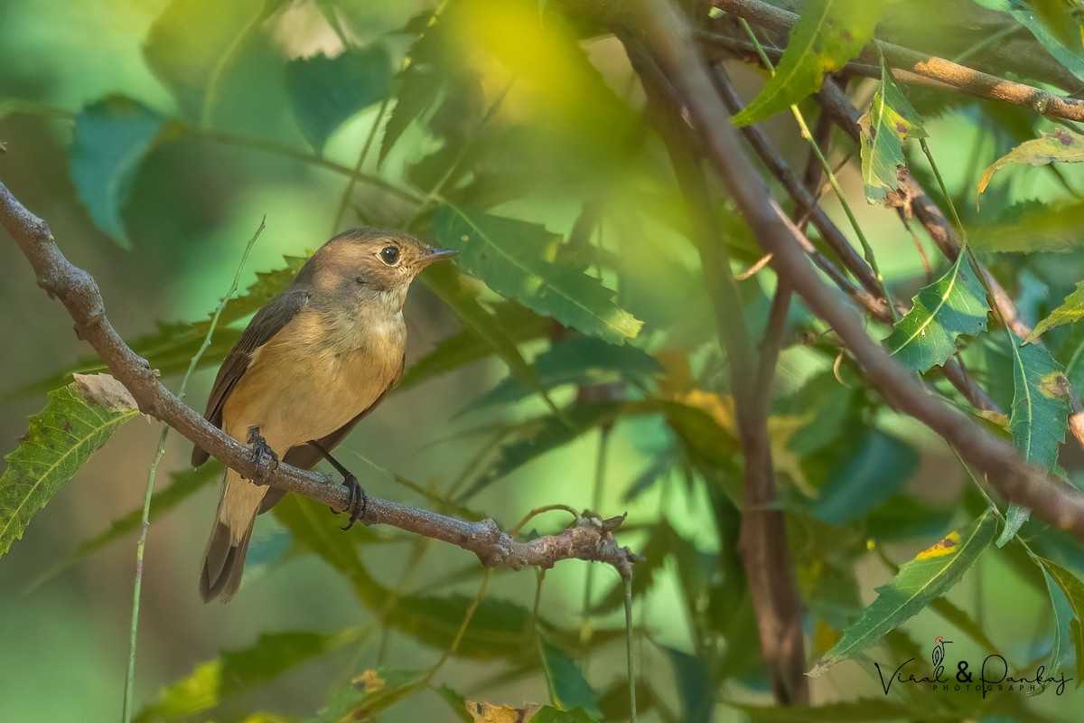 Red-breasted Flycatcher - ML504250501